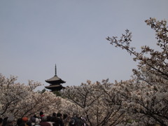 御室桜のトンネル