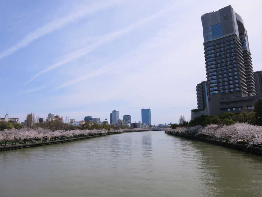 大川の桜