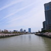 大川の桜
