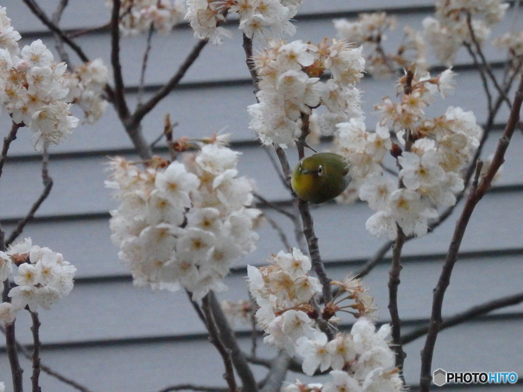 花に囲まれて