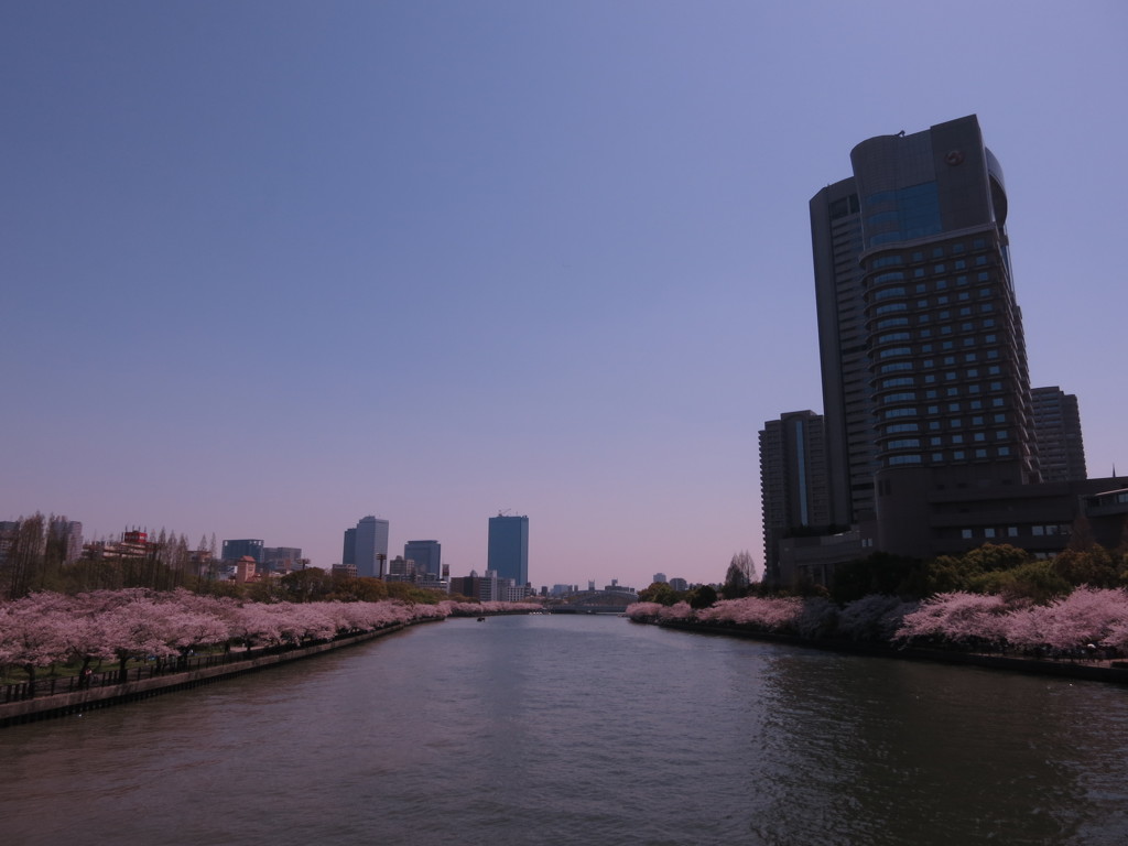 SAKURA RIVER