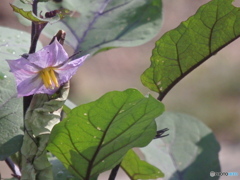 茄子の花