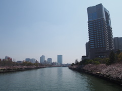 大川の桜 2015