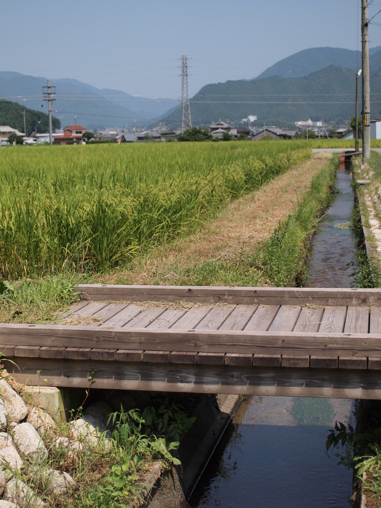田んぼと清水