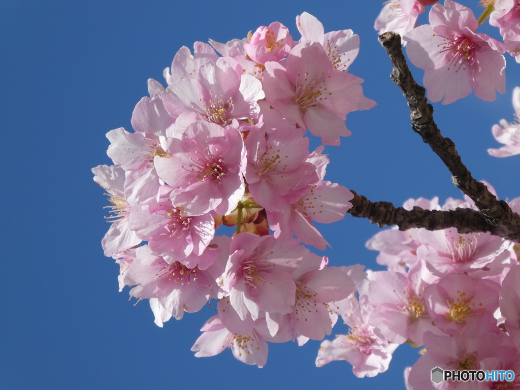 河津桜と青空