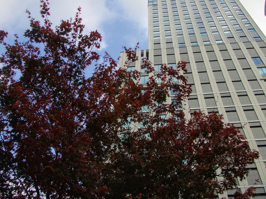 神社の紅葉と高層ビル