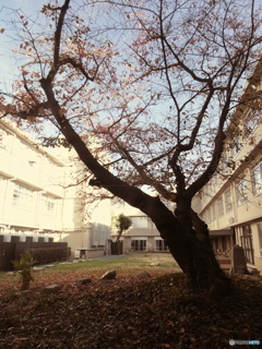 桜紅葉