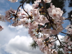 夙川の桜と青い空、白い雲