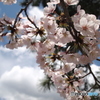 夙川の桜と青い空、白い雲