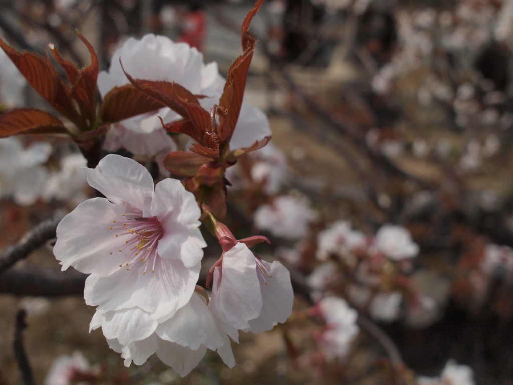 仁和寺の桜（有明）