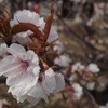 仁和寺の桜（有明）