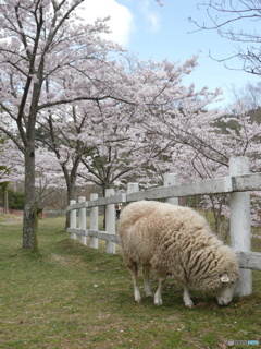 羊と桜