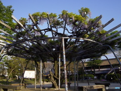 藤棚