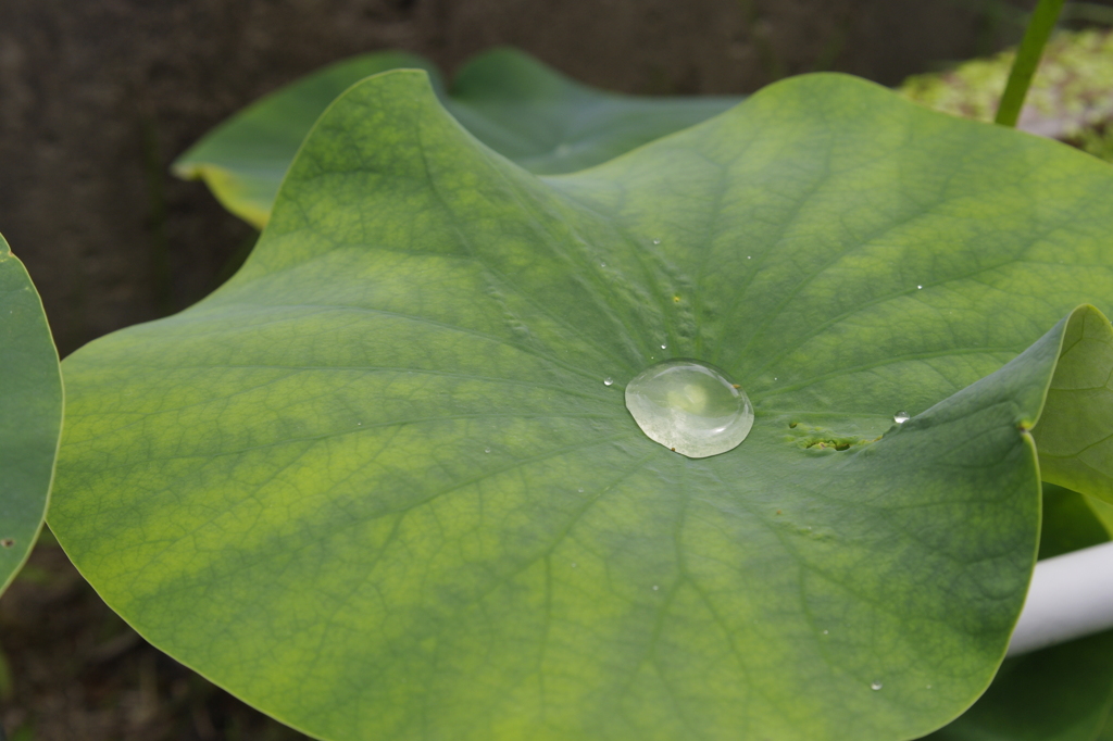 雨露をぷるるんと弾く