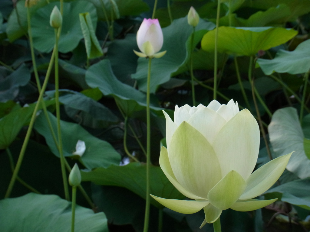 White Lotus Flower