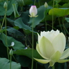 White Lotus Flower