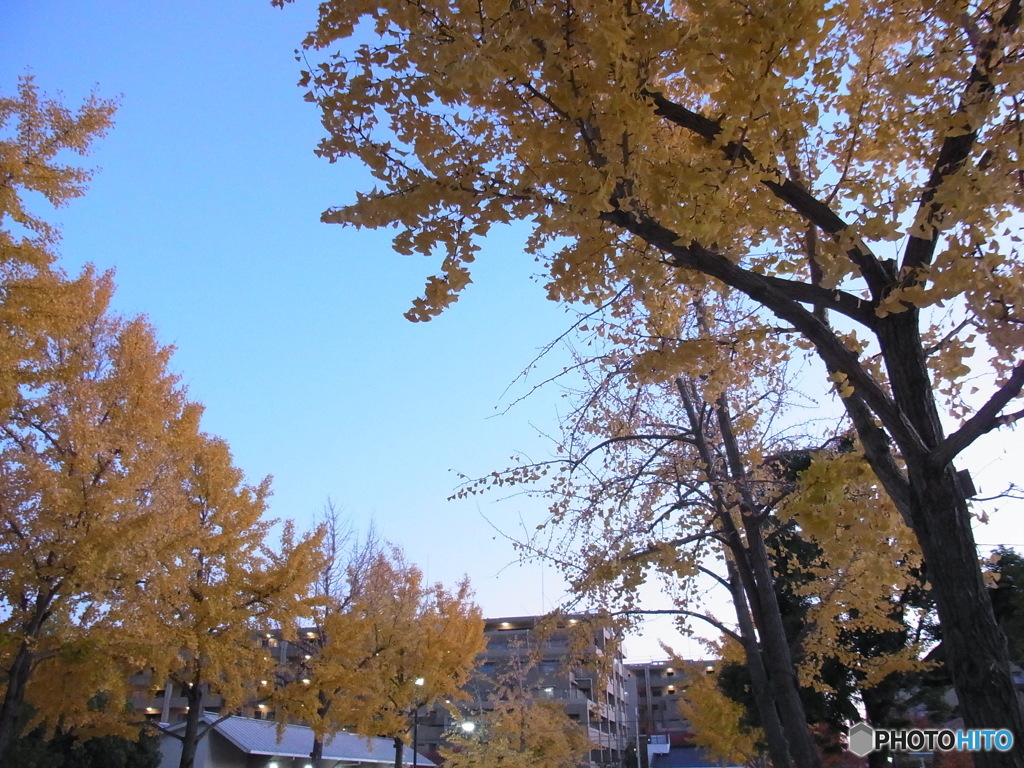 Sunset Yellow