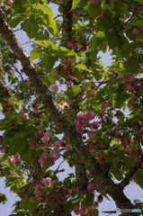 御所桜