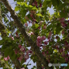 御所桜