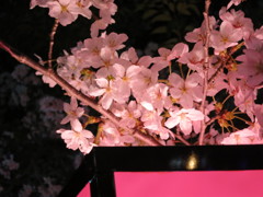 ぼんぼりと桜