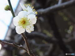 白梅
