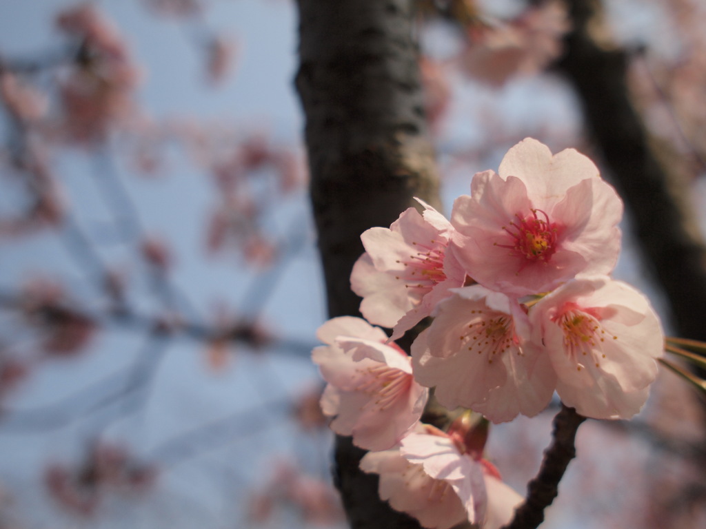 丸亀城の早咲き桜