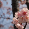 丸亀城の早咲き桜