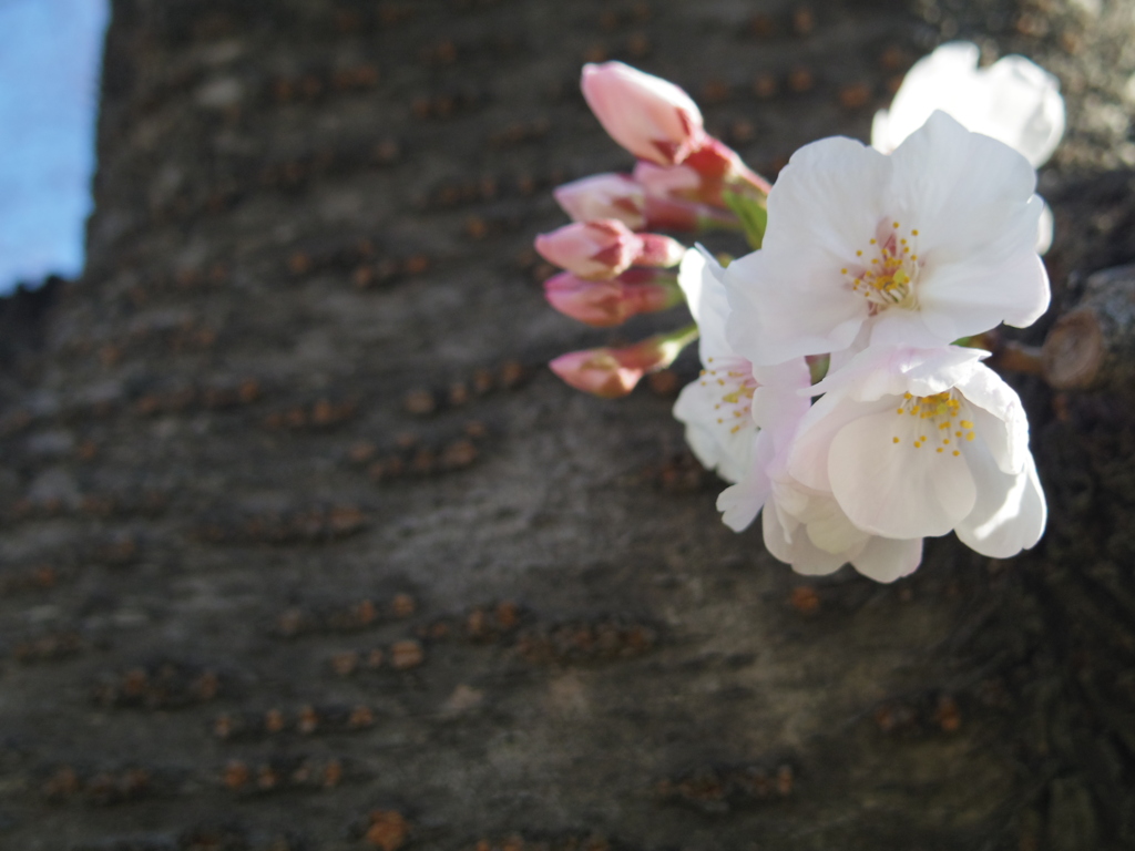 花と蕾