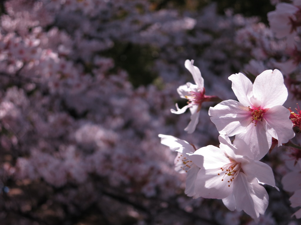 散り際もまた美しき桜