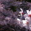 散り際もまた美しき桜