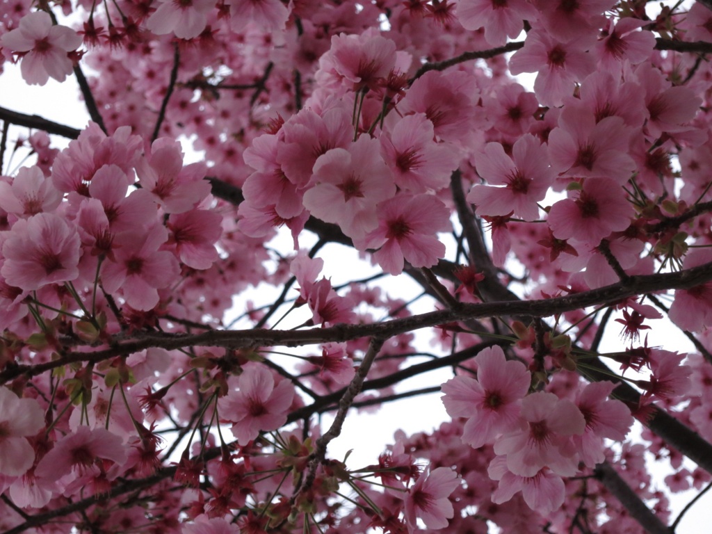 扇町公園の河津桜