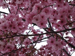 扇町公園の河津桜
