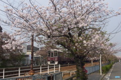 桜×阪急　散り際もまた良し