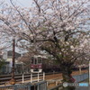 桜×阪急　散り際もまた良し