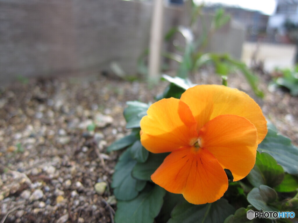 orange