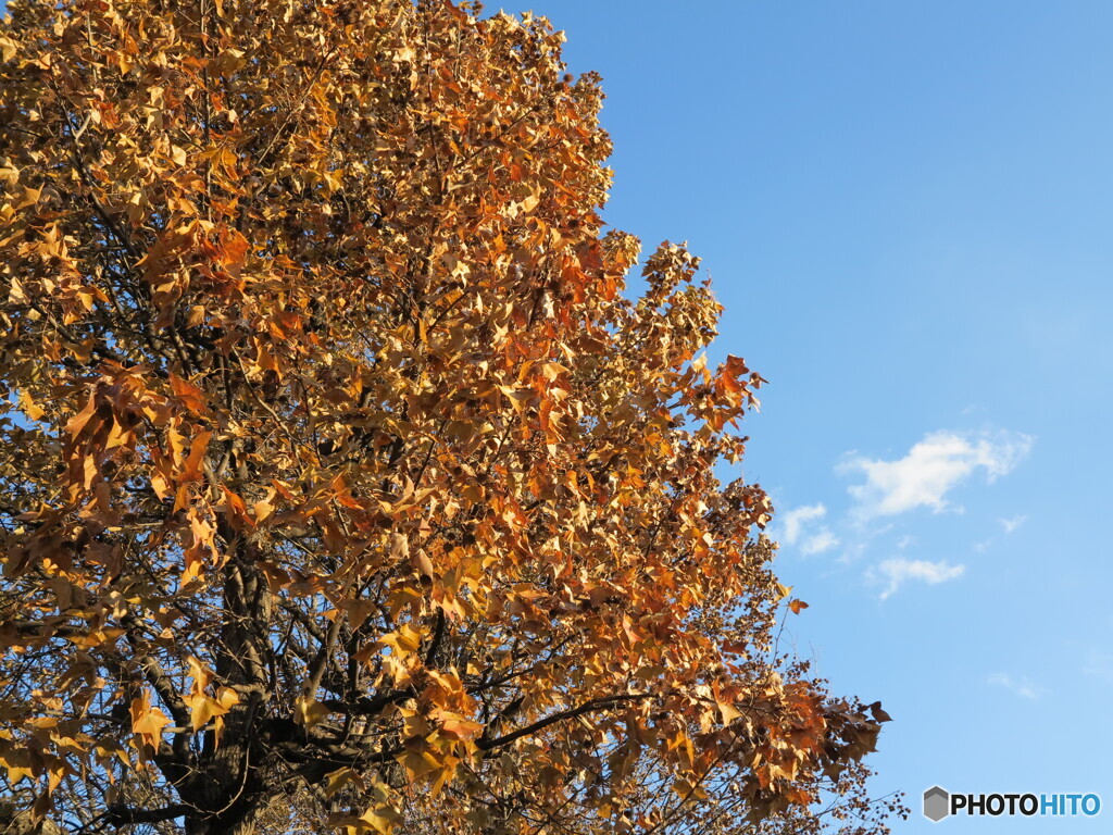 紅葉と青空