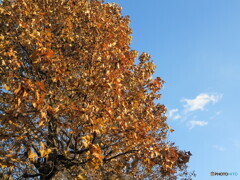 紅葉と青空