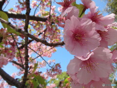 河津桜