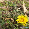 dandelions