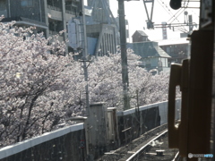 園田の桜　　～阪急の車窓から～