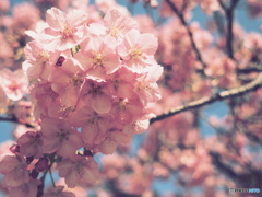 河津桜　