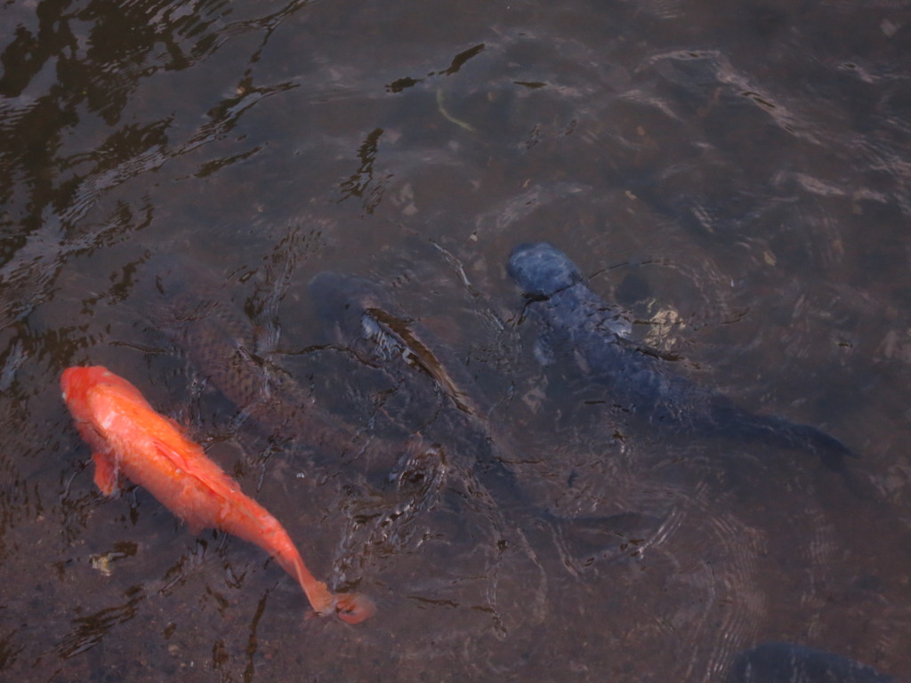 鯉のカルテット