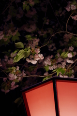 輝く夜桜