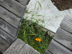 a cosmos between the bench