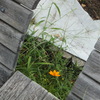 a cosmos between the bench