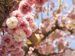 五月の八重桜