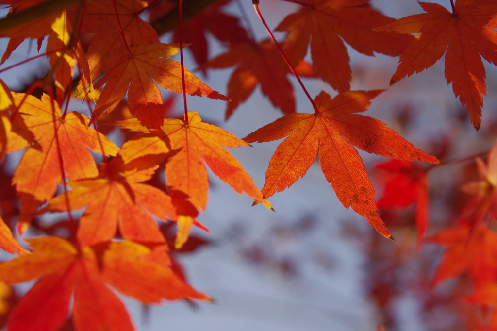 Red & Orange