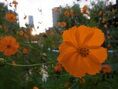 まちのキバナコスモス