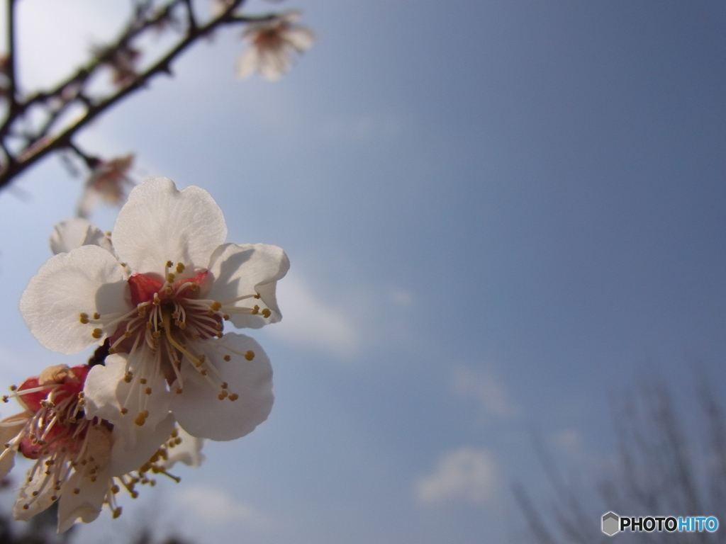 青空と白梅