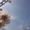 青空と白梅